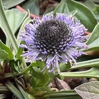 Globularia valentina